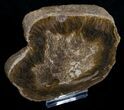 Osmunda Petrified Wood Slice With Heart - #6294-1